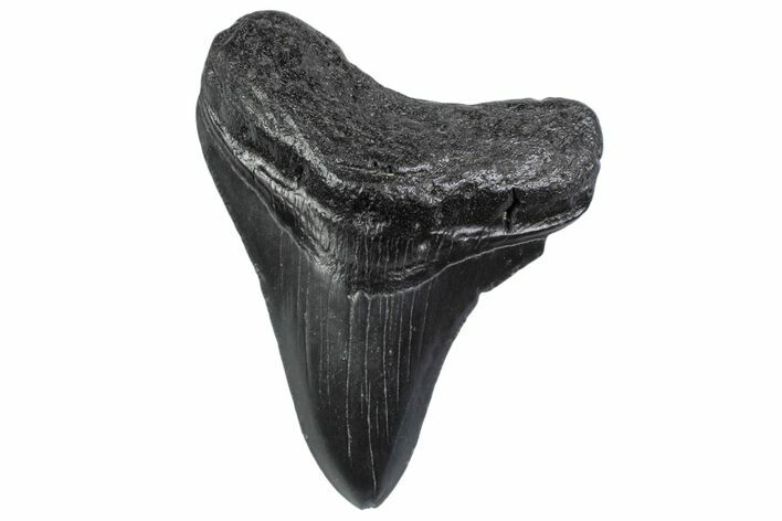Fossil Megalodon Tooth - South Carolina #370458